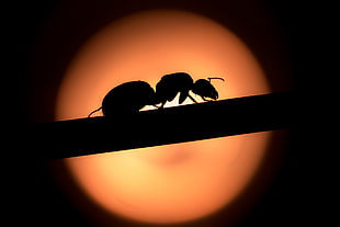 silhouette of ant during nighttime