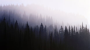 grayscale photo of trees under fog