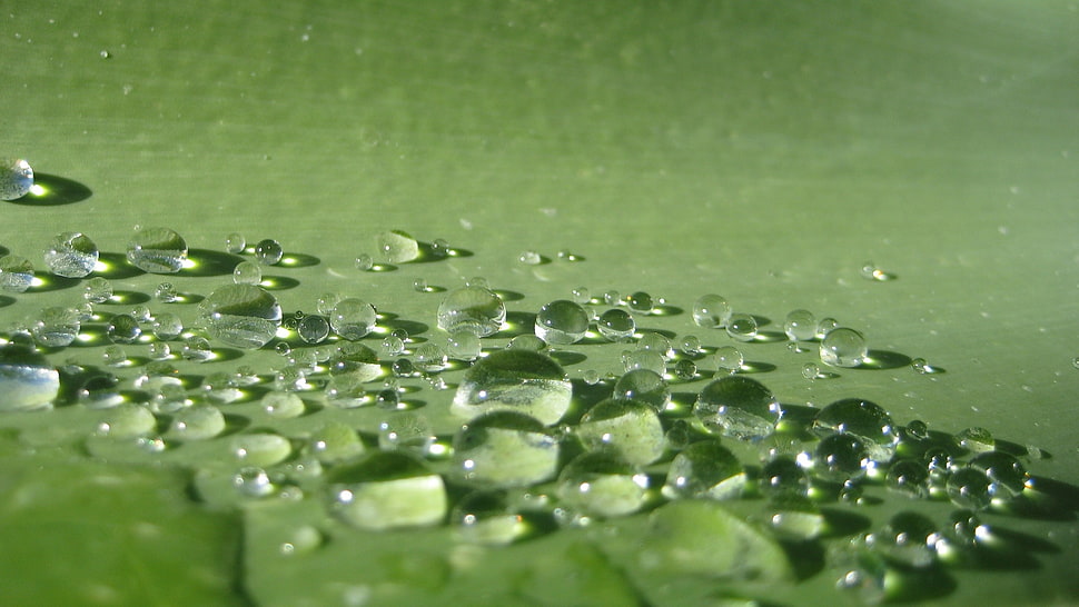 green leaf, water drops, macro, green, water HD wallpaper