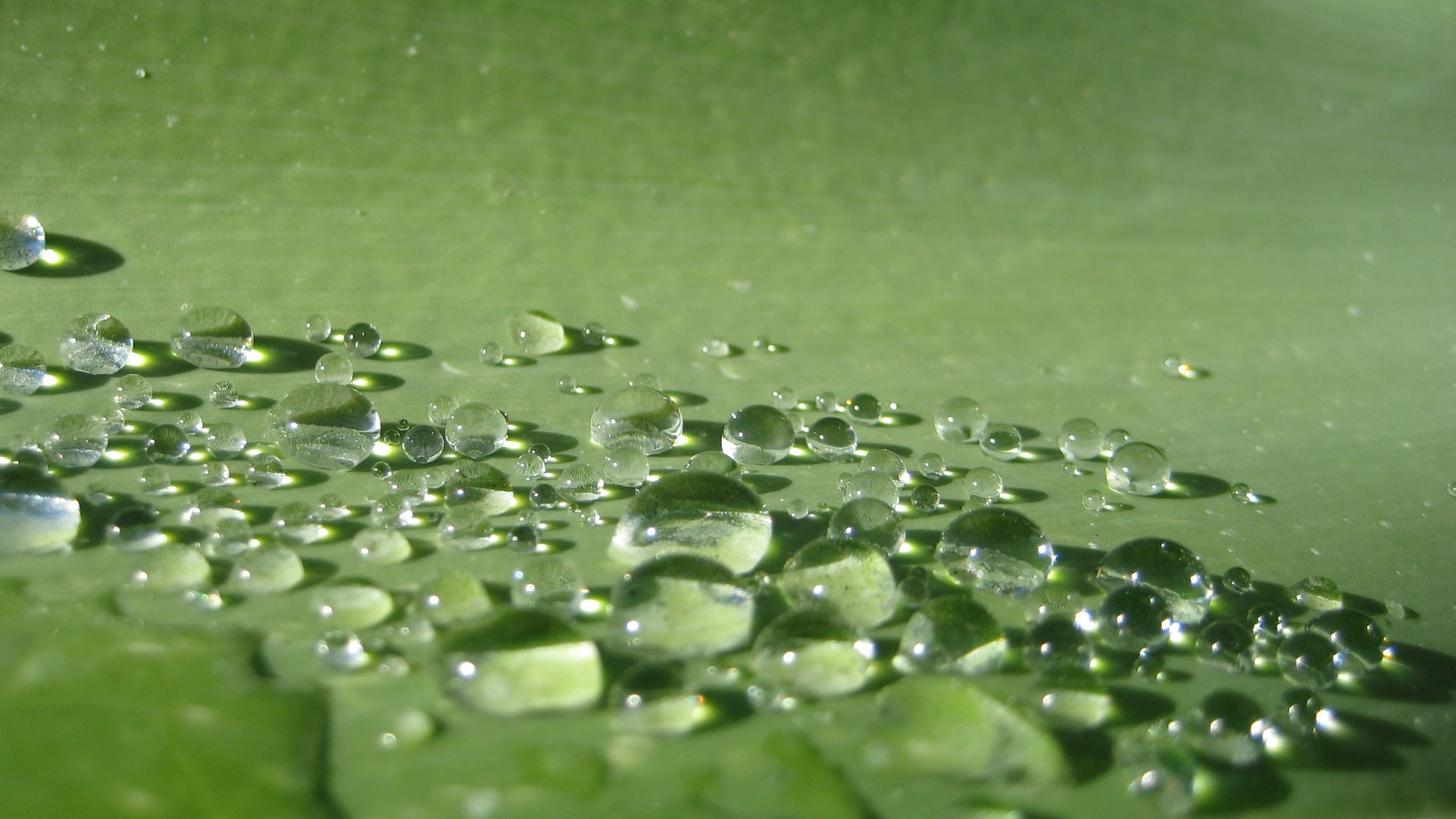 green leaf, water drops, macro, green, water