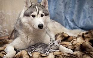 adult gray Siberian Husky, animals, dog, cat, pet