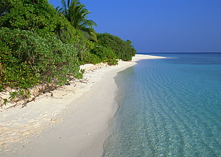 white sand near blue ocean water surrounded by green leaved trees during daytime