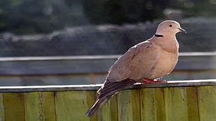 close-up photo of white and gray pigeon on brown wooden fence during daytime
