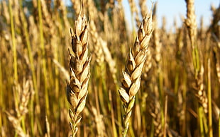 wheat plant, wheat, macro, plants