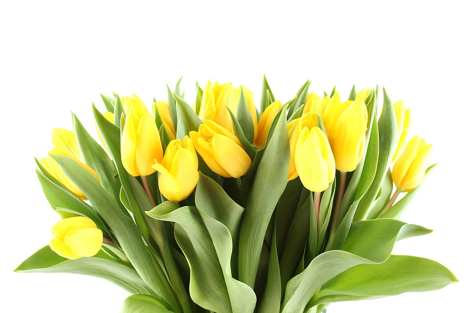 closeup photography of bouquet of yellow Tulips HD wallpaper