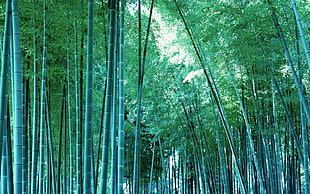 photography of bamboo treers HD wallpaper