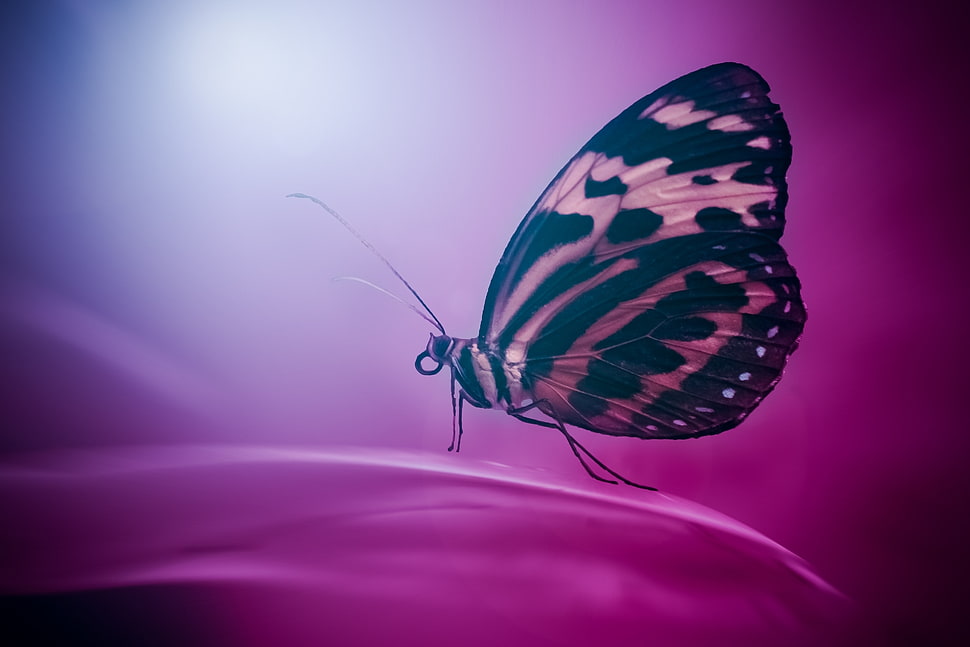 brown and black butterfly HD wallpaper