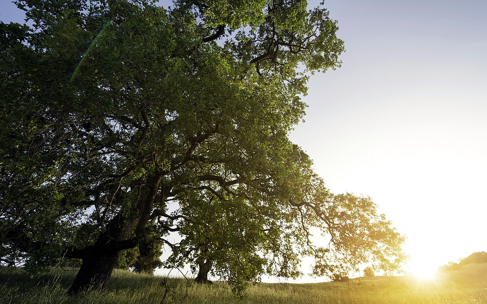 in distance green leaf tree HD wallpaper