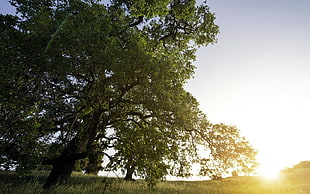 in distance green leaf tree HD wallpaper
