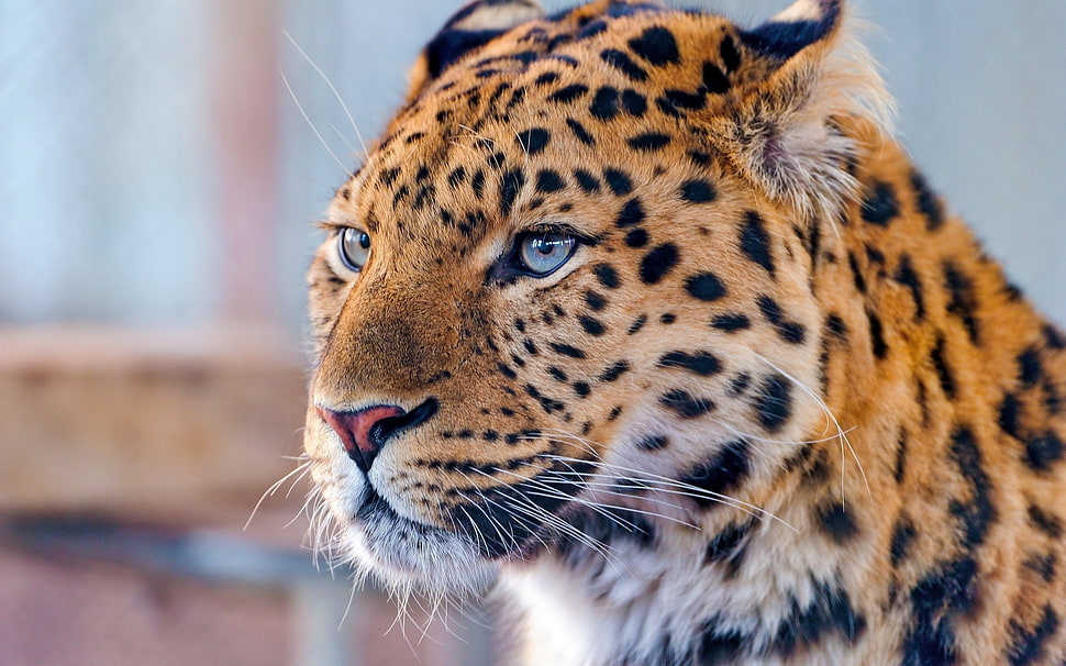 black and brown leopard HD wallpaper