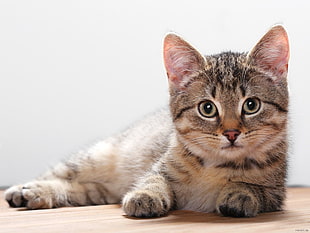 brown and black cat