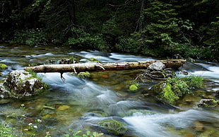 timelapse photography of river with driftwood on