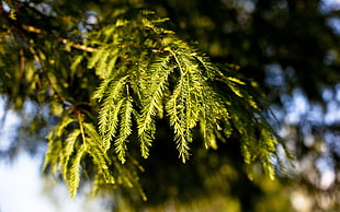 shallow focus photography of green leafed tree