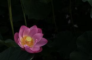 pink Lotus closeup photography HD wallpaper