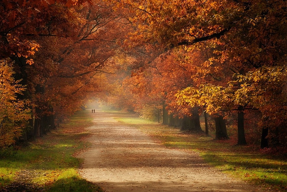 brown leaf tree, fall, grass, road, trees HD wallpaper