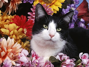 tuxedo cat lying on assorted flowers