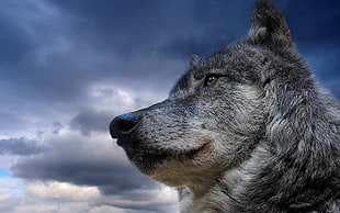 grey wolf, wolf, nature, animals