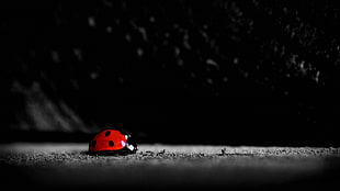 red ladybug, ladybugs, insect, selective coloring, animals HD wallpaper
