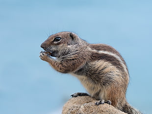 photo of squirrel on rock, barbary ground squirrel