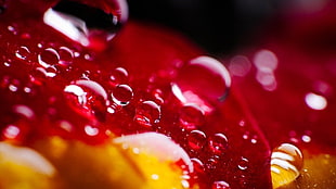 macro photography of water dew