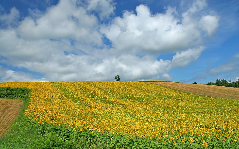 yellow grass field on ground under cloudy sky HD wallpaper