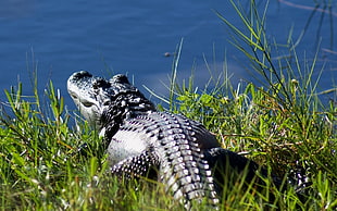 black Alligator swimming in the lake