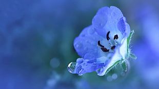 purple and white petaled flower, nature, flowers, water drops, blue flowers