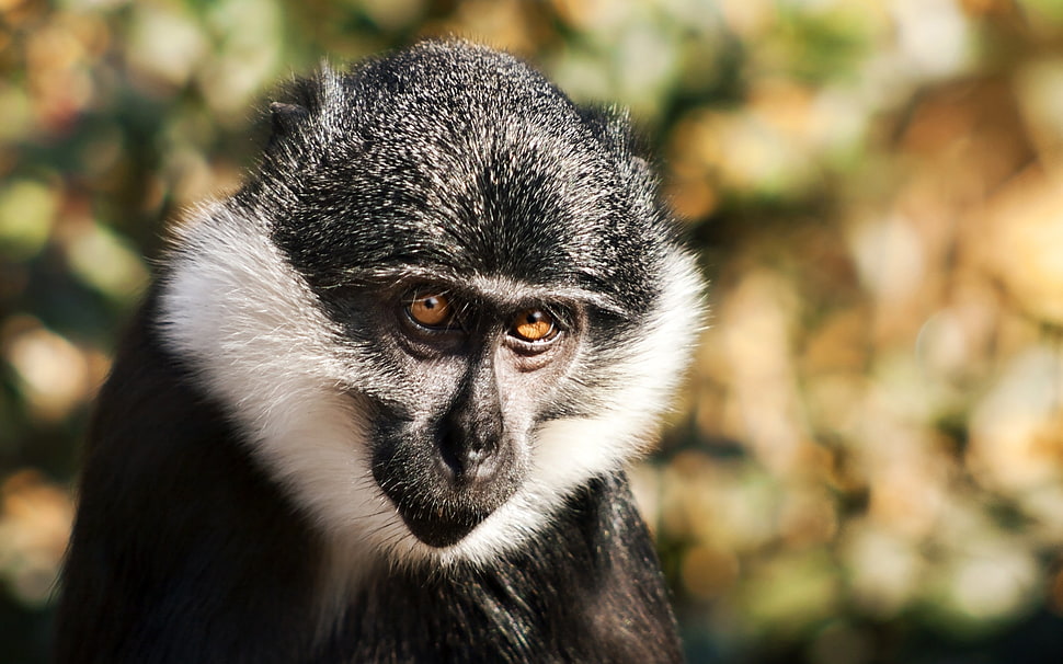 black and white monkey HD wallpaper