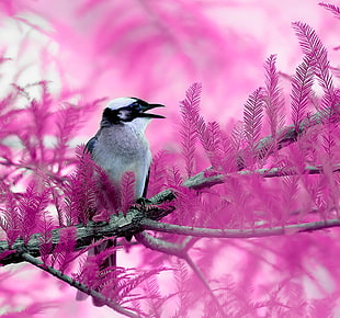 selective focus photography of black and white short beak bird perched on pink leaf tree