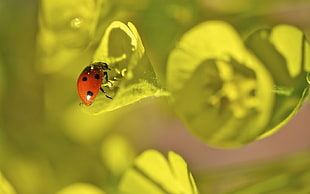 Lady bug on the green leaf plant