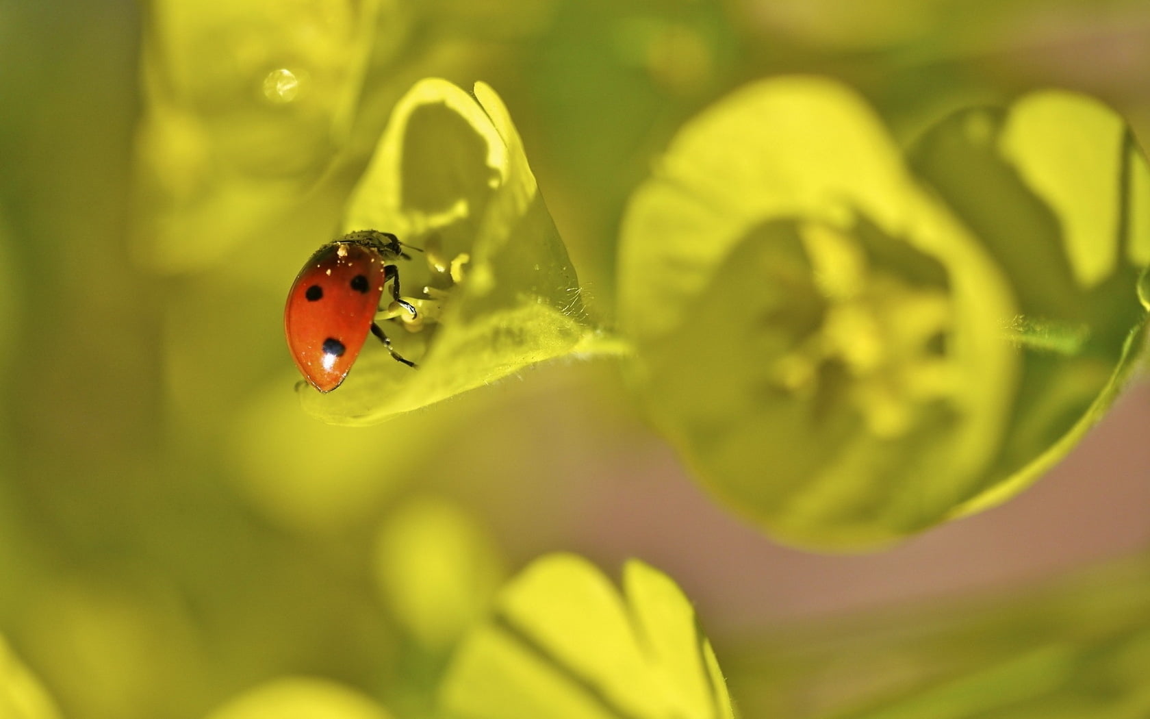 Lady bug on the green leaf plant