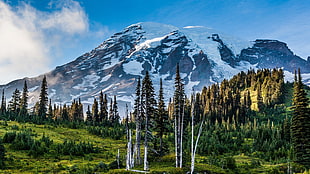 green pine trees, nature, landscape, Mount Rainier, Washington state HD wallpaper