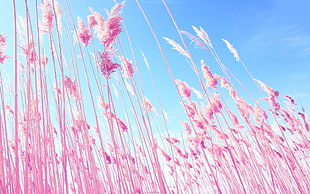 pink fountain grasses