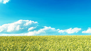 blue and white abstract painting, clouds, blue, sky, landscape
