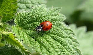 Ladybug on green leaf HD wallpaper