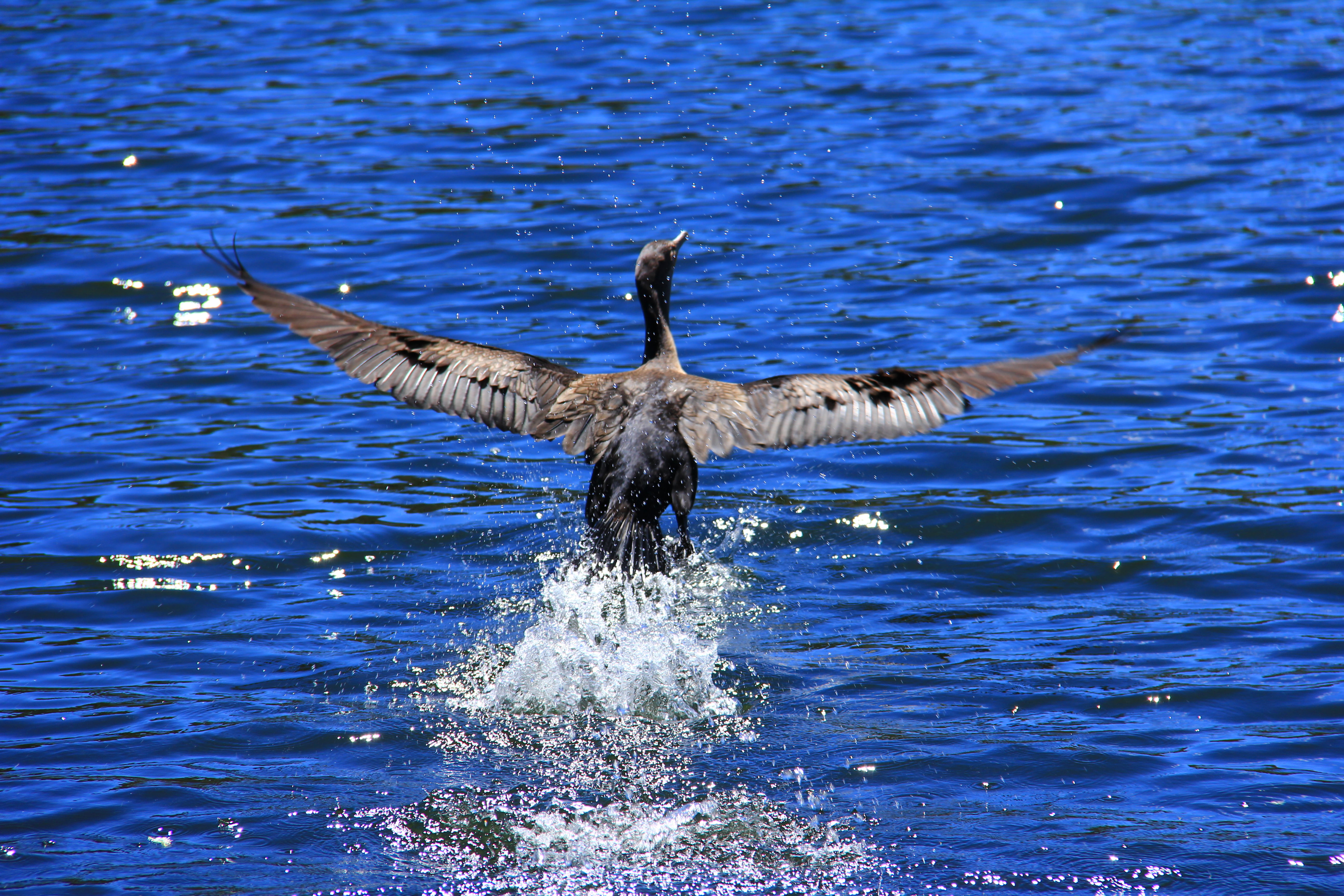 Синяя птица над водой фото. Черные птицы над Ахтубой которые едят рыбу.