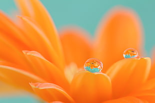 orange Daisy flower in bloom with dew drop, gerbera HD wallpaper