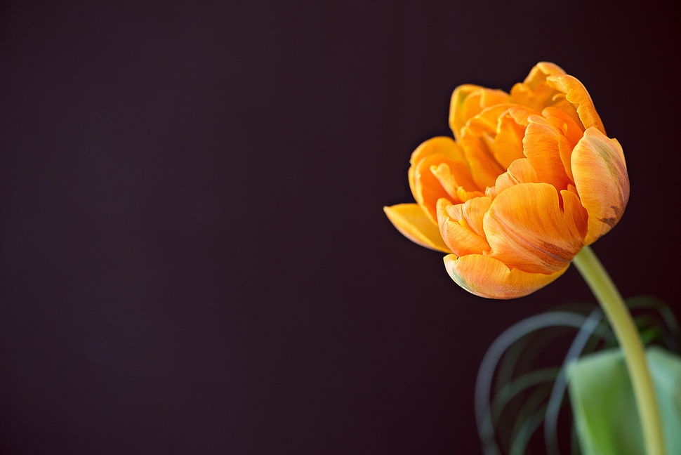 close up photo of orange Tulip bud HD wallpaper