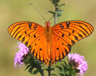 Gulf Fritillary butterfly flying HD wallpaper