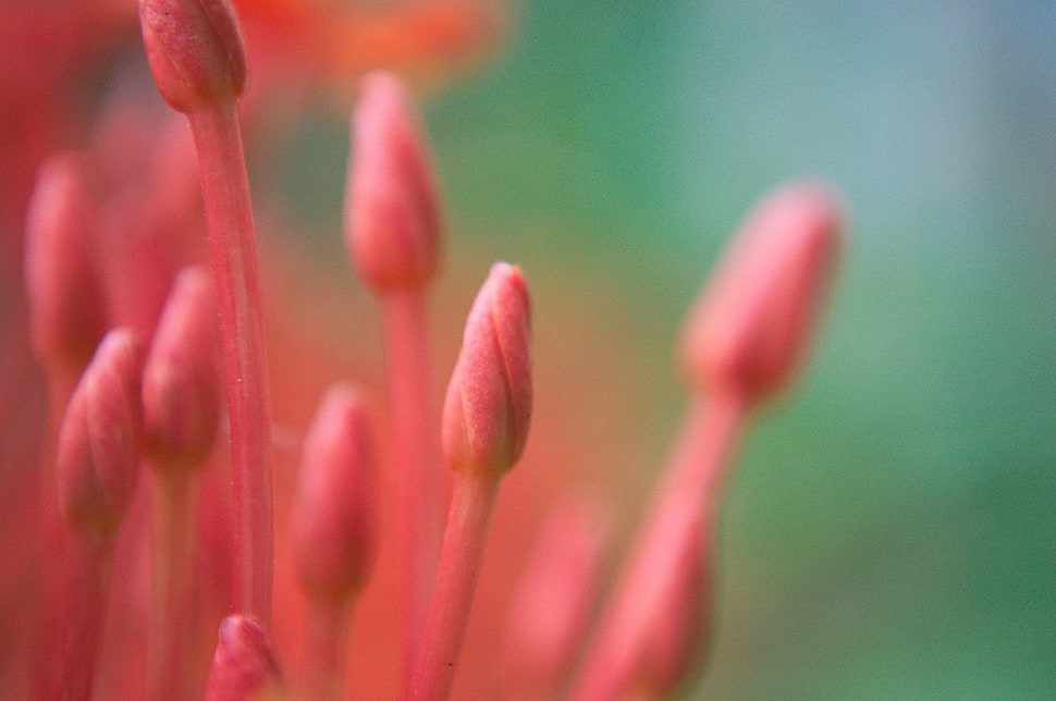 macro shot of pink flower bud HD wallpaper