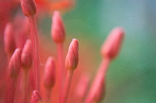 macro shot of pink flower bud HD wallpaper
