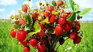 bunch of Strawberry fruits