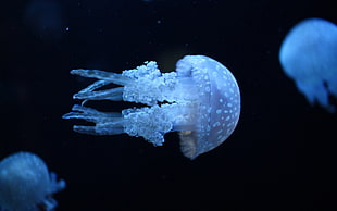 selective focus photography of blue jellyfish