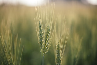 selective wheat Photography
