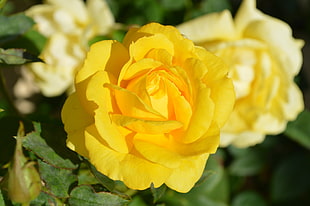 yellow rose closeup photography