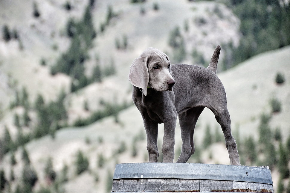 black American Pit Bull Terrier puppy during daytime HD wallpaper