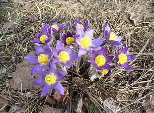 close up photo of yellow-and-purple flowers