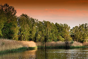 photo of green trees growing beside river