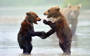 two bears playing together HD wallpaper