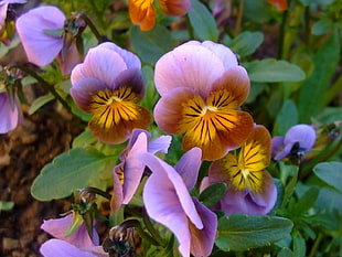 closeup photo of purple and yellow petaled flowers